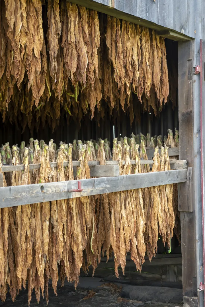 Racks of dried tobacco leaves hanging in an open wooden barn.